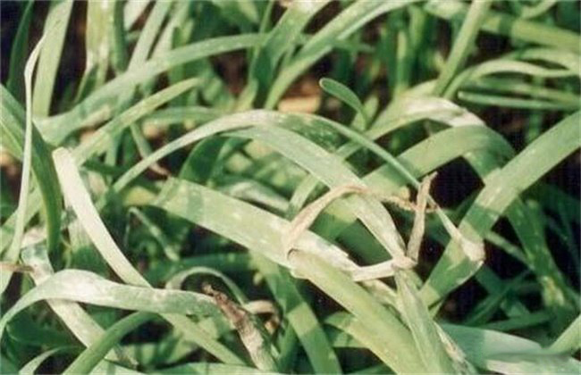 韭菜出現(xiàn)爛葉要怎么去預防(圖1) 韭菜出現(xiàn)爛葉要怎么去預防(圖1)