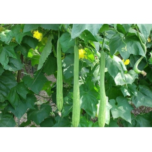 絲瓜種植八大技術要點(圖1)