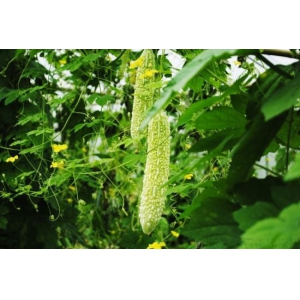 苦瓜種植時(shí)間是在什么時(shí)候？(圖1)