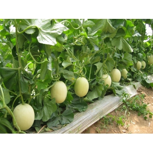大棚甜瓜種植技術之注意要點全面解答(圖1)
