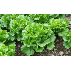 蔬菜種植高產(chǎn)栽培技術(shù)，這樣種菜收成才會(huì)好(圖1)