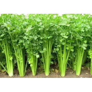 西芹栽培技術要點(圖1)