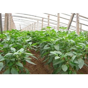 冬季棚室蔬菜用肥注意事項(xiàng)(圖1)