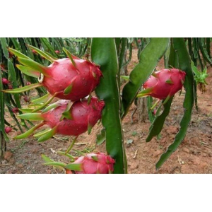 火龍果種植成本以及種植技術(shù)全解(圖1)