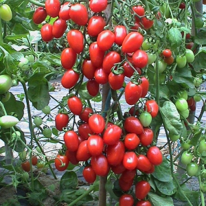 有機小番茄種植技術(shù)大全(圖1)