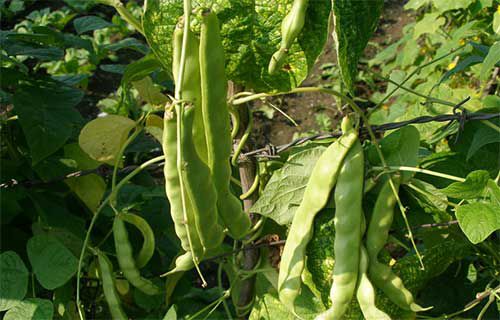 油豆角露地進(jìn)行種植?油豆角露地種植技術(shù)(圖1)