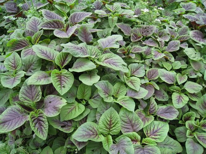 莧菜如何種植？夏季露地莧菜栽培技巧(圖1)