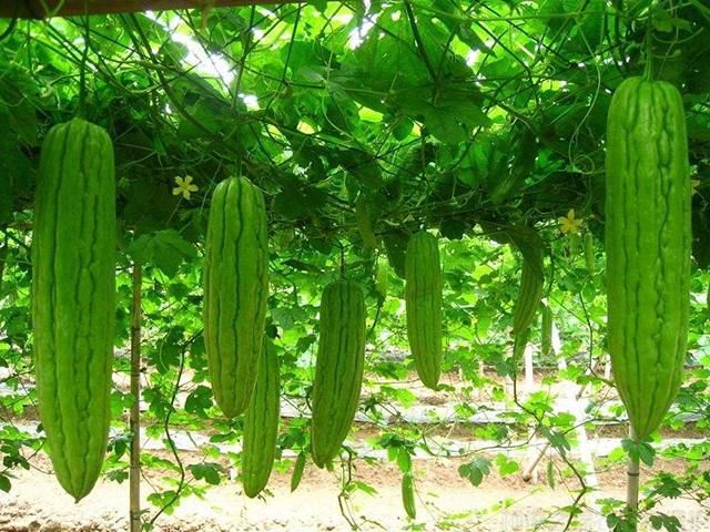 如何提高苦瓜的產(chǎn)量？苦瓜高產(chǎn)田間管理技術(shù)(圖1)