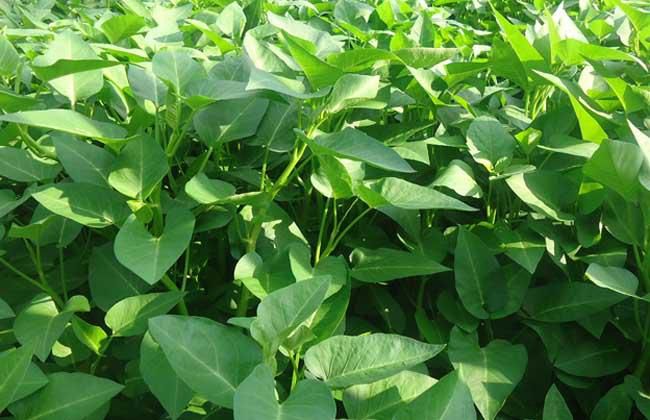 如何種植空心菜？空心菜栽培技術要點(圖1)
