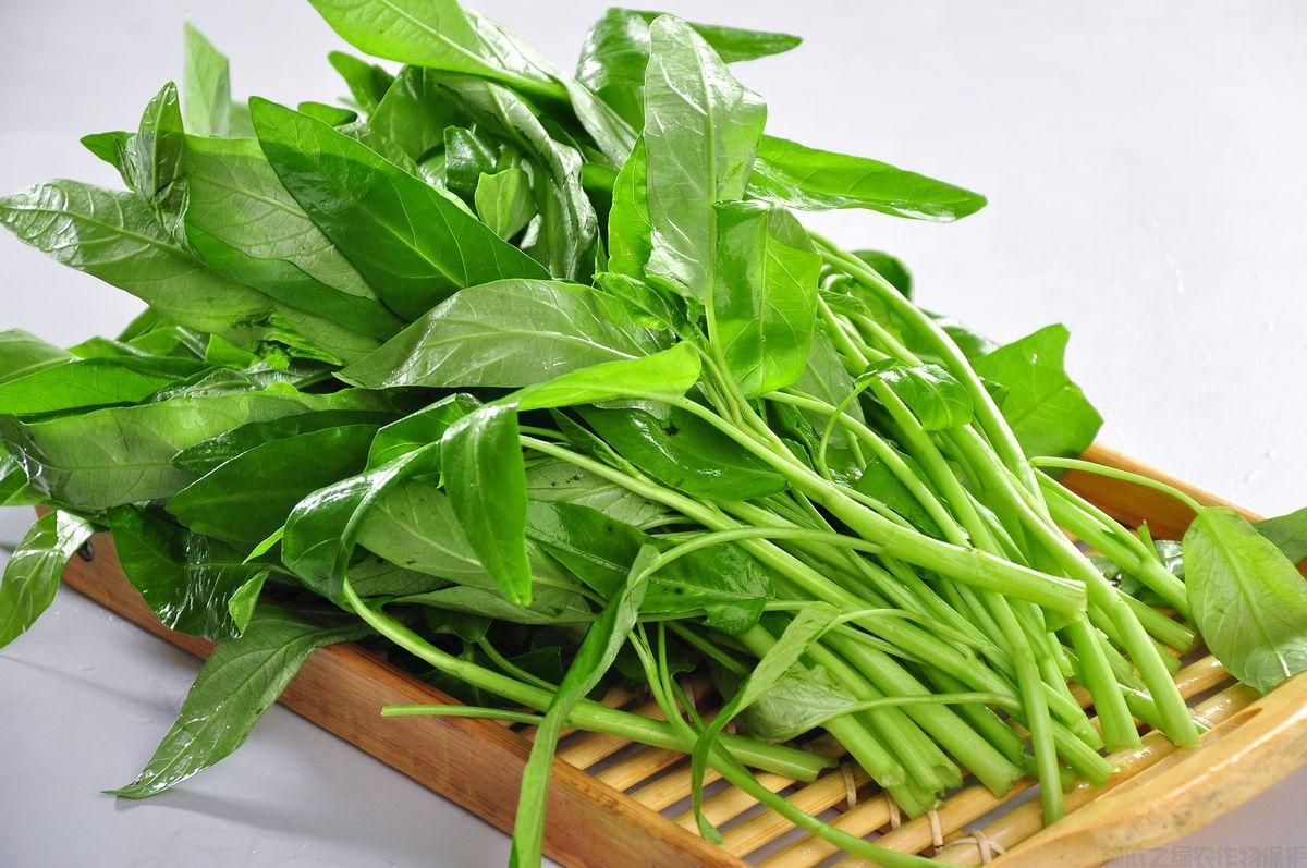 如何種植空心菜？空心菜栽培技術要點(圖2)