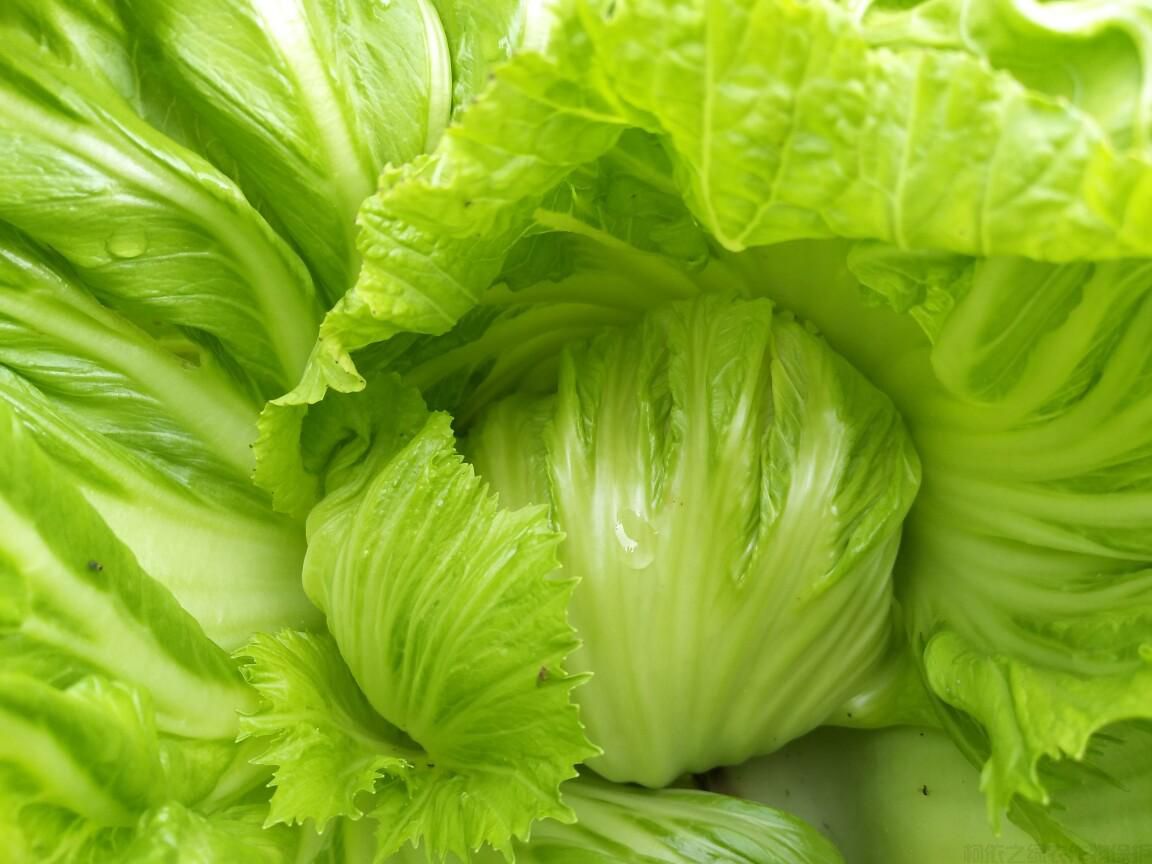 包心芥菜如何種植？包心芥菜田間管理技巧(圖2)