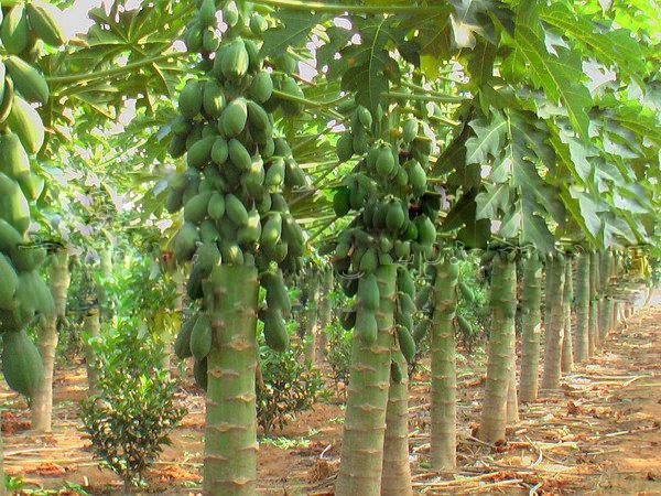 木瓜種子怎么種植？木瓜種植技術(shù)介紹(圖1)