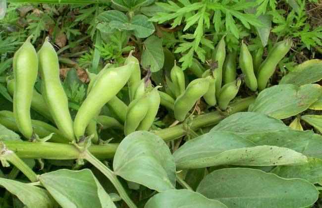 蠶豆在種植的時候需要注意些什么問題(圖1)