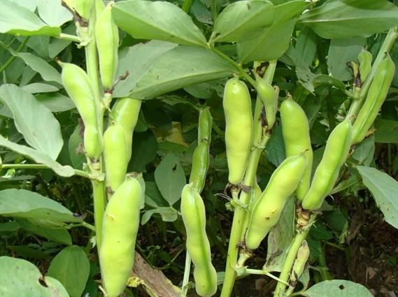 蠶豆在種植的時候需要注意些什么問題(圖2)
