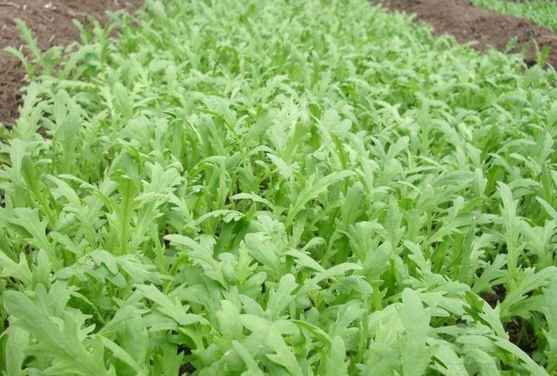 茼蒿種植注意事項(圖1)