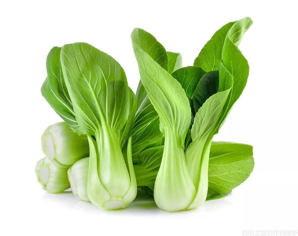 要怎么給油菜施肥才能增產(chǎn)？油菜施肥介紹(圖2)