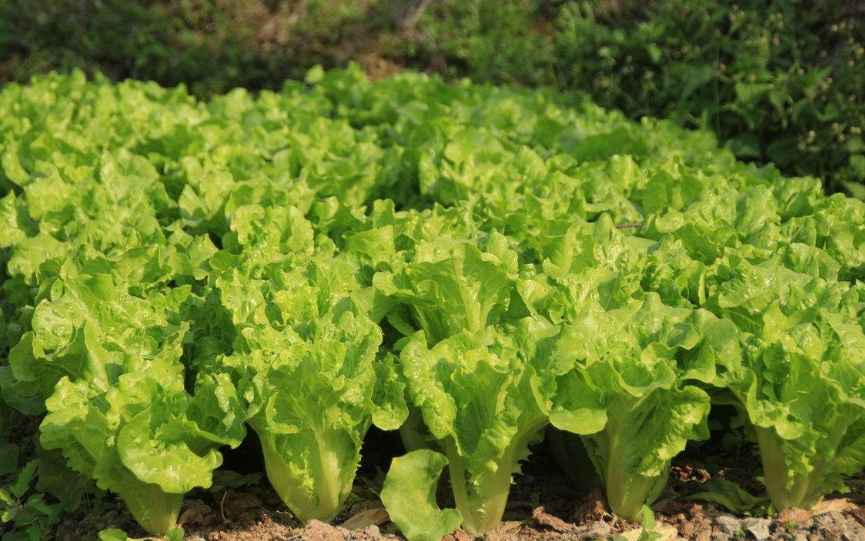 生菜怎么種?生菜的種植及挑選方法(圖2) 生菜怎么種?生菜的種植及挑選方法(圖2)