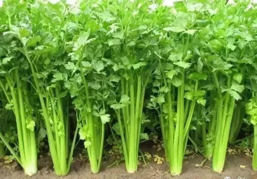 芹菜適宜怎樣的種植環(huán)境？(圖1)