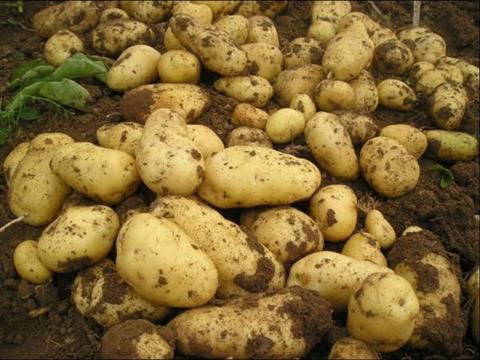 土豆怎么種植高產(chǎn)？土豆種植技巧(圖2)