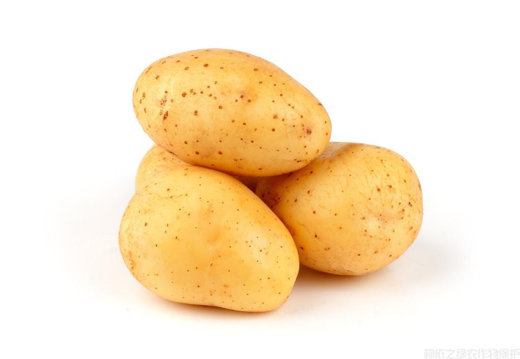 土豆怎么種植高產(chǎn)？土豆種植技巧(圖3)