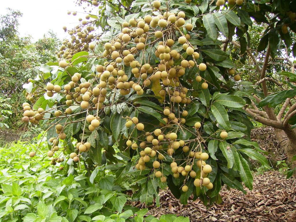 龍眼怎么種？龍眼什么時候種？龍眼種植技術(shù)與管理(圖1)