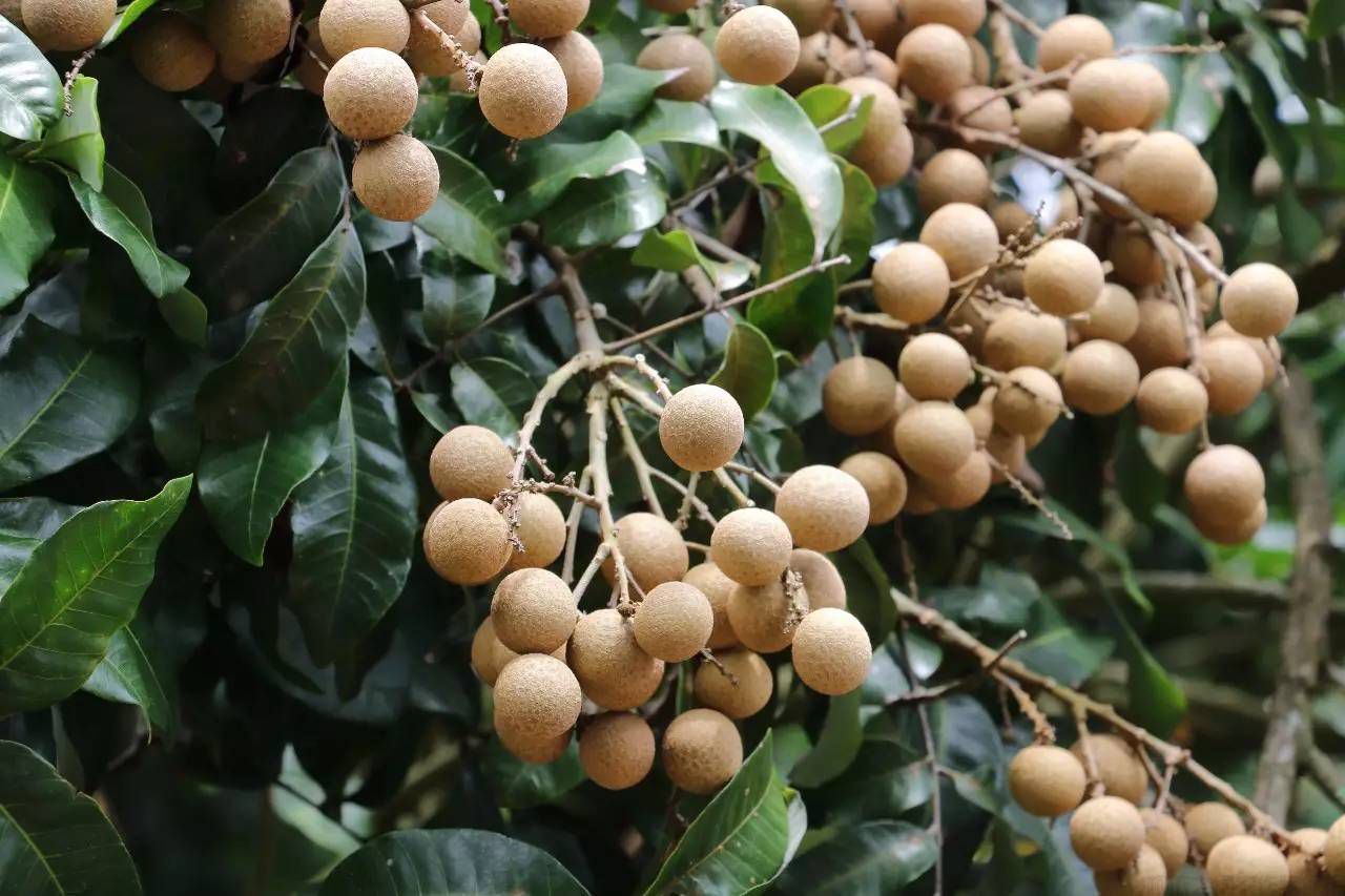 龍眼怎么種？龍眼什么時候種？龍眼種植技術(shù)與管理(圖2)