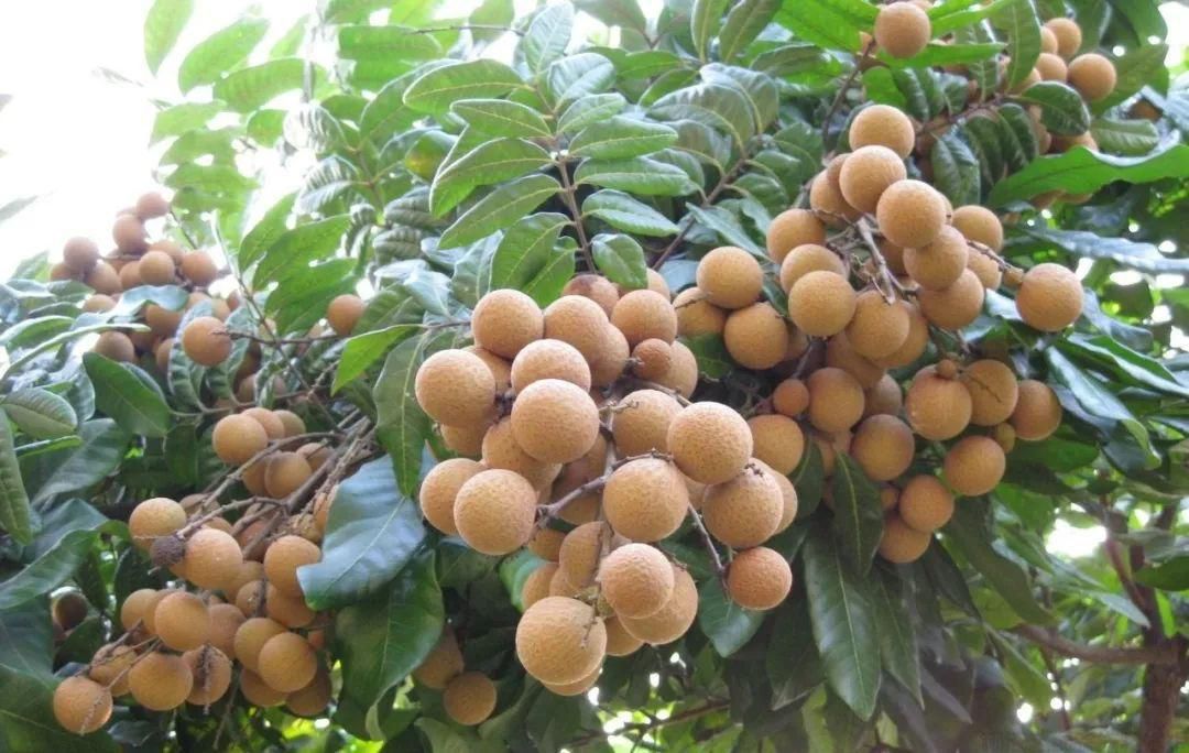 龍眼怎么種？龍眼什么時候種？龍眼種植技術(shù)與管理(圖3)