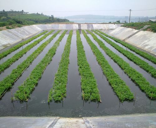 水生空心菜種植技術(shù)要點(diǎn)解析(圖1)