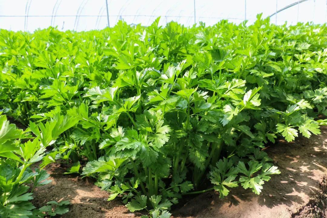 大棚芹菜冬季管理技術(shù)分享(圖1)