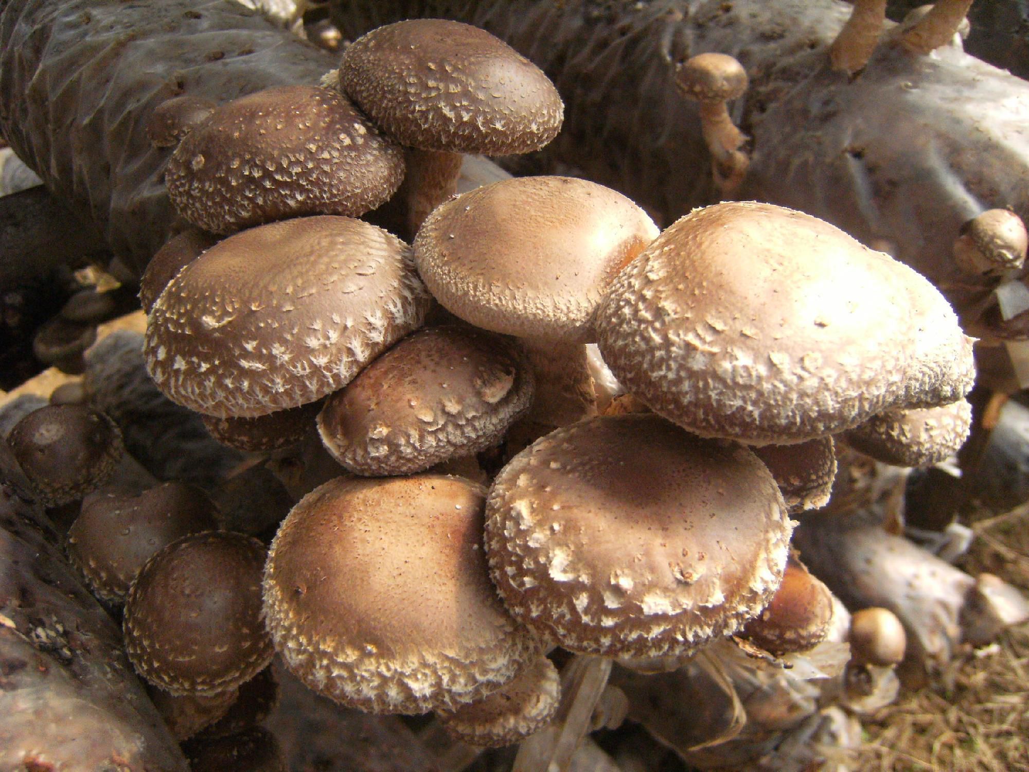 反季節(jié)種植香菇如何防畸形菇？(圖1)