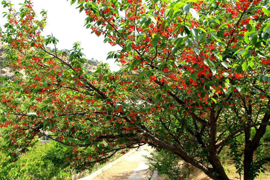 櫻桃樹(shù)修剪三大關(guān)鍵環(huán)節(jié)(圖1)