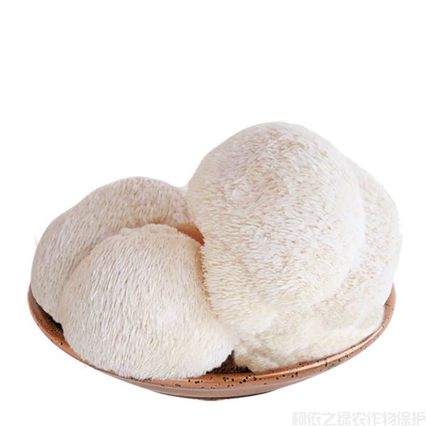如何運(yùn)用無棉塞罐頭瓶種植猴頭菇？(圖1)
