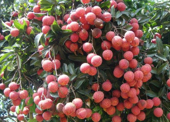 荔枝駁苗繁殖技術(shù)要點(diǎn)解析(圖1)