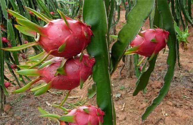 火龍果怎么種植呢？(圖1)