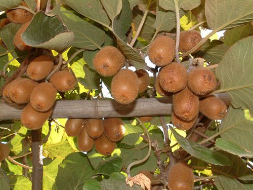獼猴桃種植時(shí)間以及種植技術(shù)(圖1)
