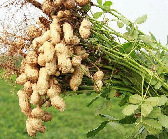 花生的種植技術(shù)分享(圖1)