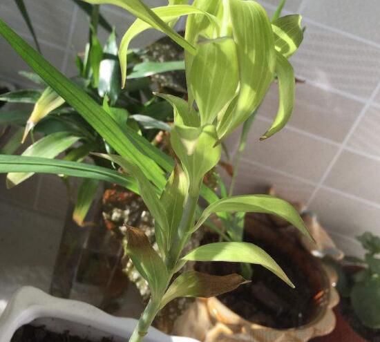 怎么預(yù)防百合花葉片變軟打卷(圖1)