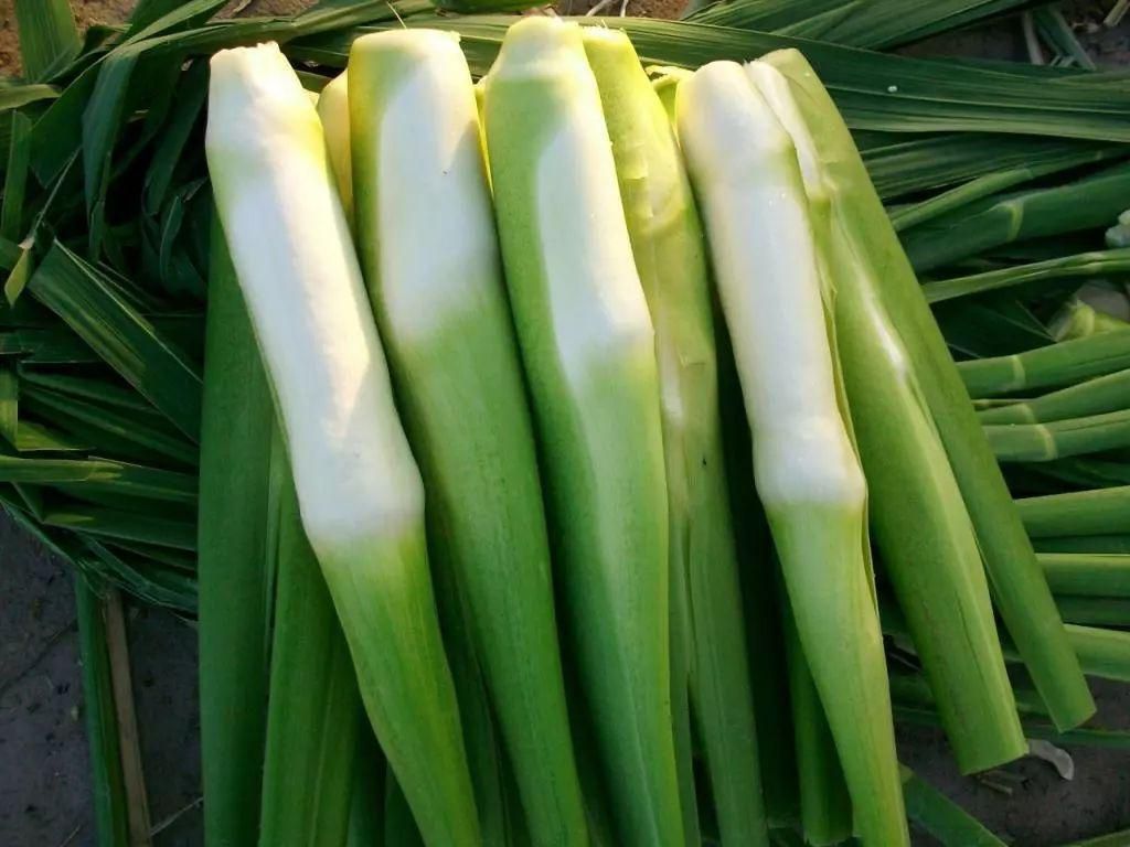 茭白的種植技術(shù)(圖1)