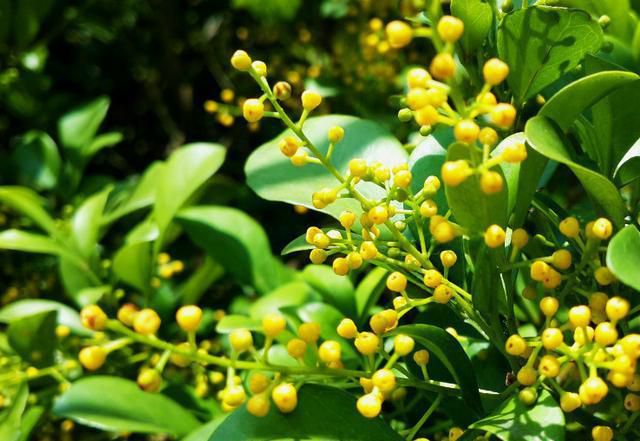 米蘭花要怎么修剪？(圖1)