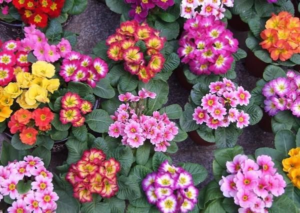 報(bào)春花的養(yǎng)植方法(圖1)