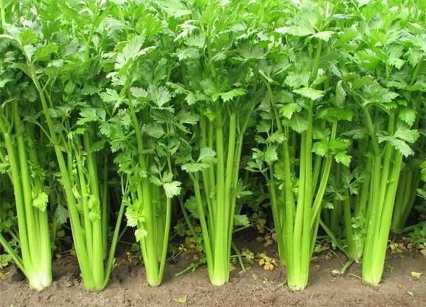 芹菜要怎么栽培？芹菜栽培技術(shù)(圖1)