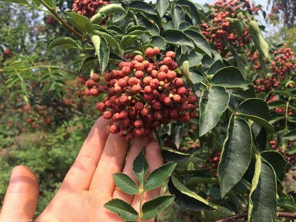 花椒樹要怎么嫁接？花椒樹的嫁接技術(shù)(圖1)