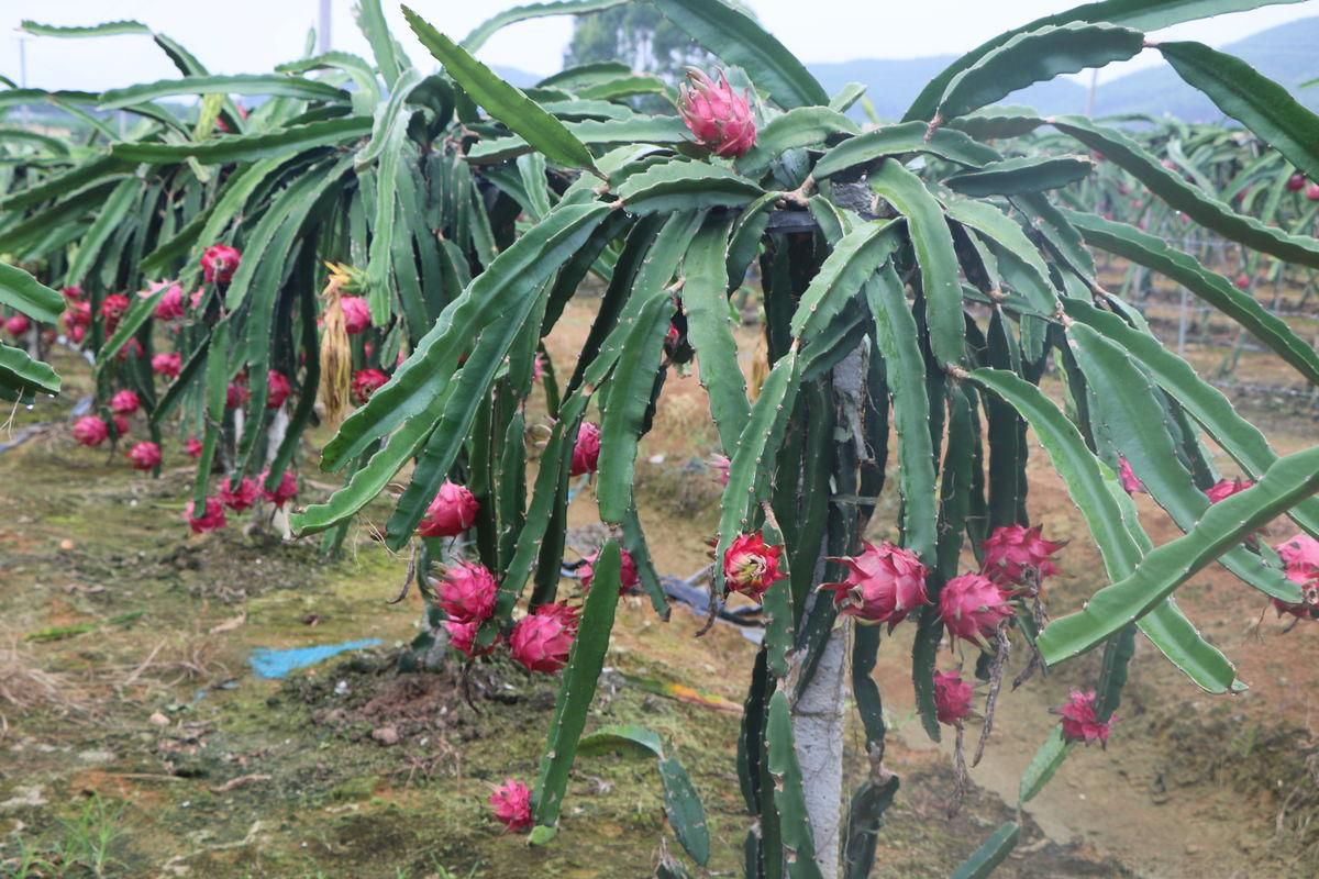 火龍果要在什么時(shí)候種最好？火龍果的種植時(shí)間和方法(圖1)