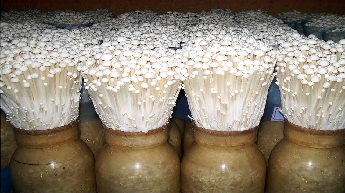 金針菇要怎么栽培？金針菇的栽培技術(圖1)