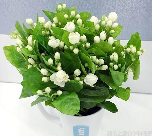 茉莉花盆栽修剪枝條不要扔，扦插后一盆變多盆(圖1)