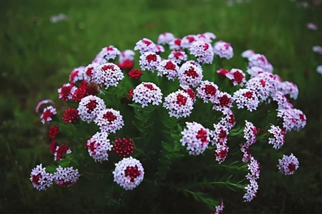 什么是狼毒花？狼毒花的種類品種介紹(圖1)