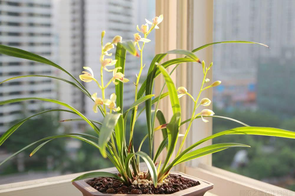蘭花需要修剪嗎？蘭花偶爾這樣修剪一下花開得更多(圖1)