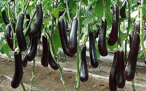 大棚茄子要怎么施肥？種植大棚茄子的施肥技術(圖1)