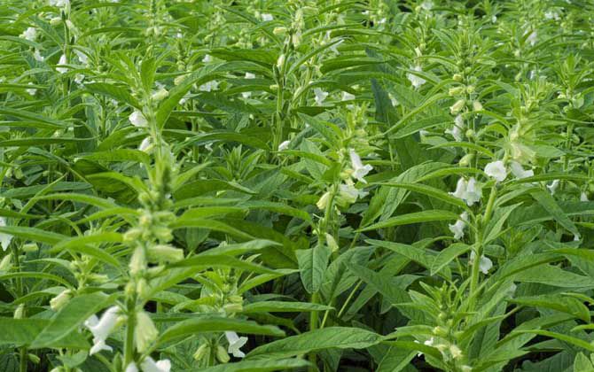 種植芝麻要選擇什么品種？種植芝麻前的準(zhǔn)備工作(圖1)
