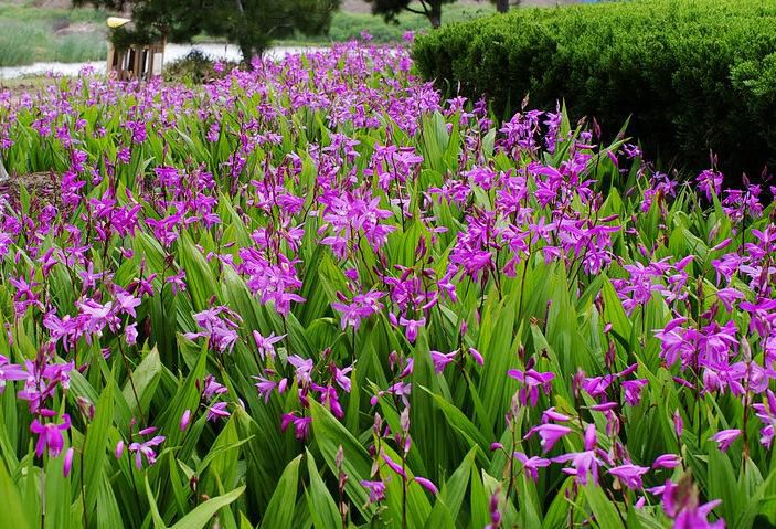 白芨要怎么種？白芨的種植技術(shù)方法(圖1)